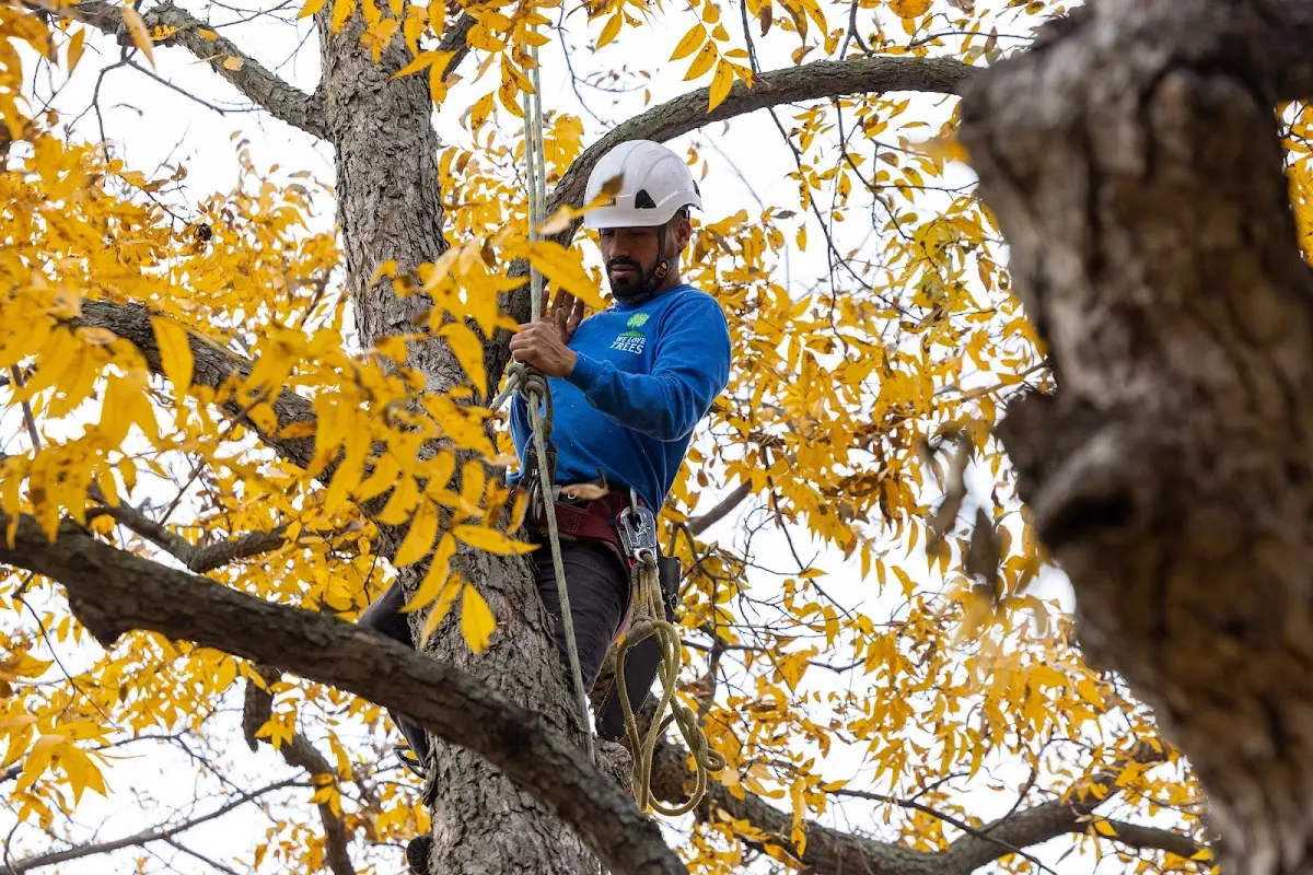 Skilled Tree Pruning crew working in Cotton Plant