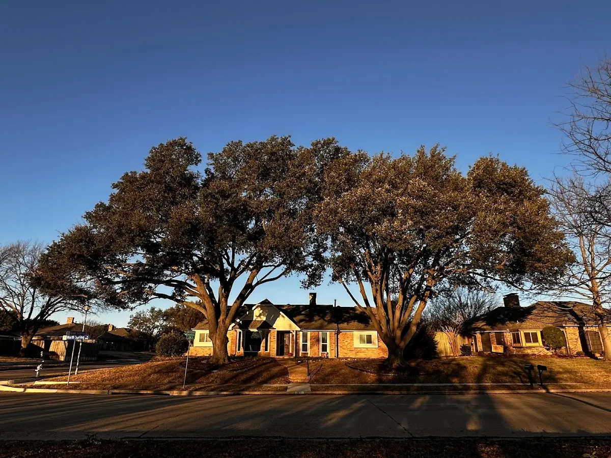 Established residential canopy tree shading a home in Cotton Plant